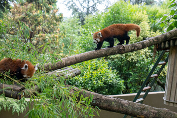 Red panda