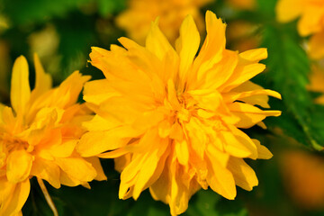 yellow flower on green background