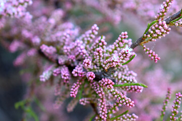 lavender flowers in the garden