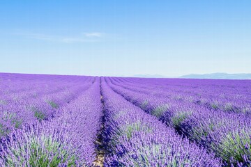 Obraz premium Summer lavender rows in open countryside