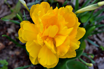 yellow flowers in the garden
