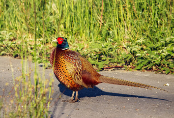Vibrant male pheasant with colorful plumage stands on a sunny pathway surrounded by lush greenery in a natural environment, showcasing its unique patterns and textures in this serene wilderness scene.