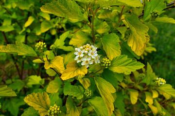 yellow flowers on a green background
