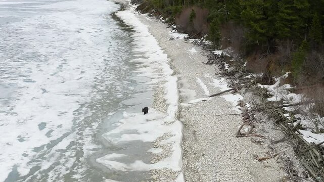 lone wild brown bear wanders along the icy shore of a lake and search of food 