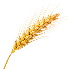 ear of wheat Isolated PNG or Transparency Background 