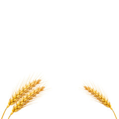 ears of wheat isolated on transparency or jpeg background