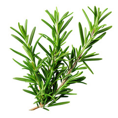 Fototapeta premium Fresh Rosemary Herb, Green Culinary Plant, Cooking Ingredient, Natural Seasoning, Aromatic Herb, Garden Spice, Realistic Leafy Sprig, Transparent Background