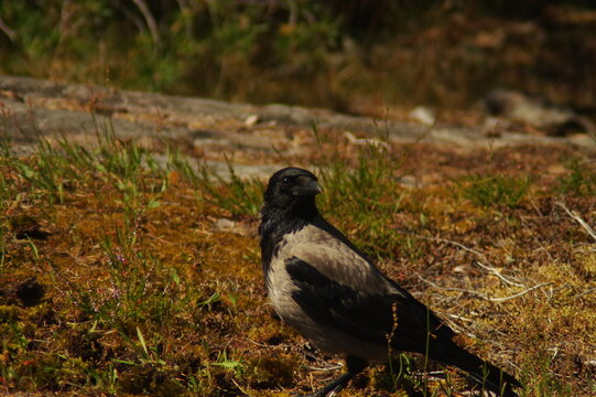 Snippets of details in the nature of Finland. Flowers, bees, bumblebees.