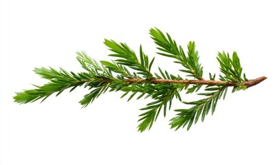 Fresh evergreen branch