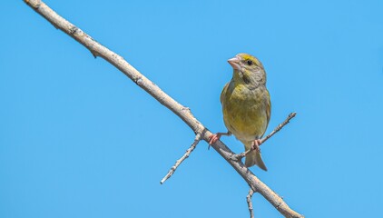 The European Greenfinch (Chloris chloris) is considered one of the most beautiful singing birds in the world. It is a common species in Türkiye in summer.
