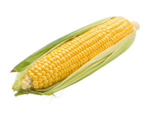 corn on the cob isolated on transparency or jpeg background