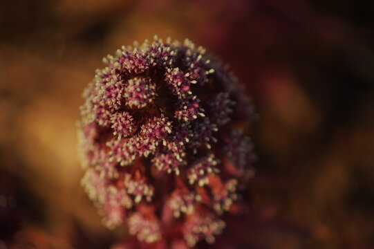 Snippets of details in the nature of Finland. Flowers, bees, bumblebees.