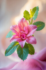 close up of pink flower