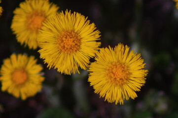 Snippets of details in the nature of Finland. Flowers, bees, bumblebees.