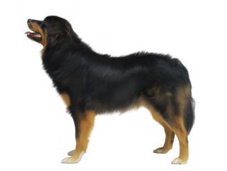 Large black and tan dog with mouth open and ears upright on transparent background