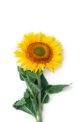 Yellow flower sunflower ( Helianthus annuus ) with leaves on a white background with space for text. Top view, flat lay