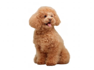Close-up portrait of a small, light brown poodle with tongue out, isolated on transparent background