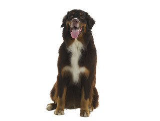 Fototapeta premium Bernese Mountain Dog with tongue out, isolated on transparent background