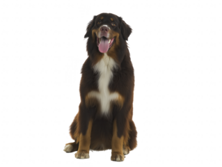 Bernese Mountain Dog with tongue out, isolated on transparent background