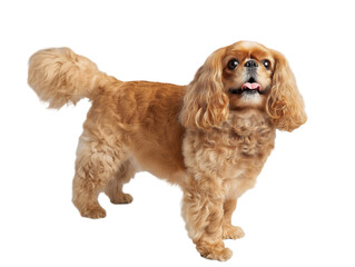 Cavalier King Charles Spaniel with long golden brown fur, isolated on transparent background