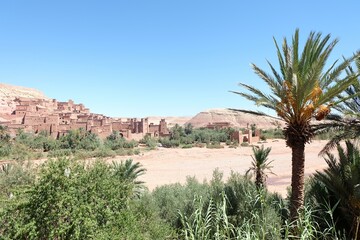 a palm tree in the fore of a desert town