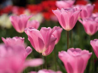 晴れた5月に咲いた美しいチューリップの花