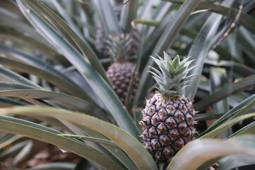 まだ熟していいないパイナップルの実