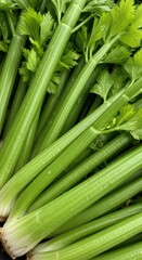 Fototapeta premium Fresh celery stalks and leaves, close-up shot