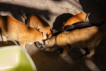 Group of cats eating from a dish on the ground, seen from above, with strong sunlight and shadows.

