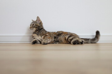 床暖房でくつろぐ猫