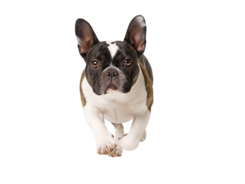 French Bulldog in mid-stride pose with alert expression on transparent background