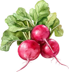 radish watercolor illustration art
