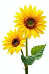 Obraz premium Two large sunflowers, fully bloomed, against pure white, sunny, cheerful, stem