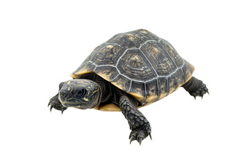 Obraz premium a turtle is shown from above on a white background