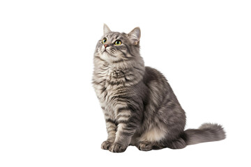 Fototapeta premium scottish fold cat isolated on transparent background 