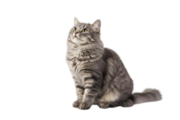 scottish fold cat isolated on transparent background 