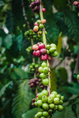 image of coffee fruit in the garden