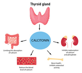 Calcitonin Function in the Human Body. Regulation of Calcium Levels Medical Diagram