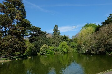 Fototapeta premium a pond with a bird flying over it