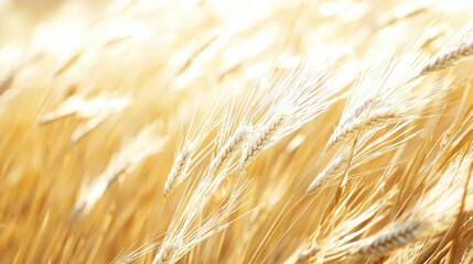Close up view of golden wheat swaying gently in sunlight, creating serene and warm atmosphere