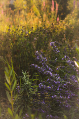 flores lilas entre hierba verde