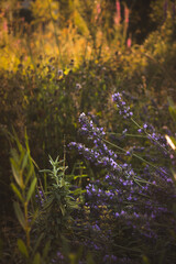 flores lilas entre hierba verde