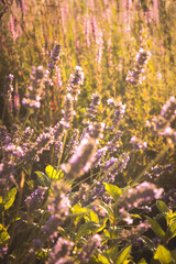 Obraz premium flores lilas entre hierba verde