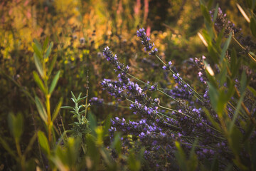 flores lilas entre hierba verde