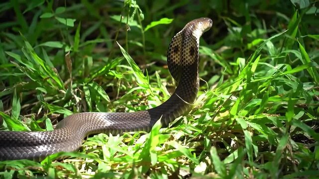 King Cobra Gliding Through Dappled Sunlight &ndash; 4K Ultra HD Capture of Iridescent Scales in Jungle Canopy