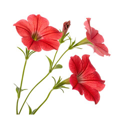 red hibiscus flower isolated on transparency or jpeg background