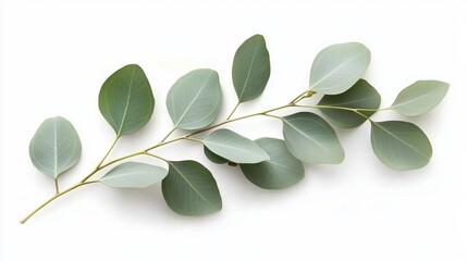 Focus on the beauty of a single eucalyptus branch set against a pure white background.