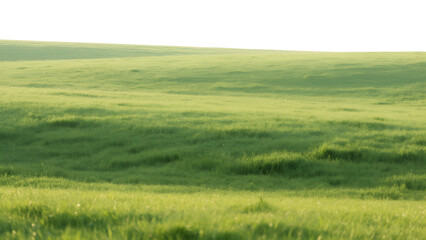 Obraz premium Vast green meadow and golden wheat field under a bright blue summer sky with fluffy white clouds touch the distant horizon in a peaceful rural landscape