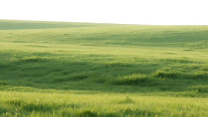 Vast green meadow and golden wheat field under a bright blue summer sky with fluffy white clouds touch the distant horizon in a peaceful rural landscape