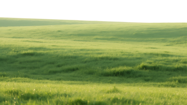Vast green meadow and golden wheat field under a bright blue summer sky with fluffy white clouds touch the distant horizon in a peaceful rural landscape
